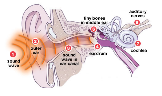 ear-diagram-sound